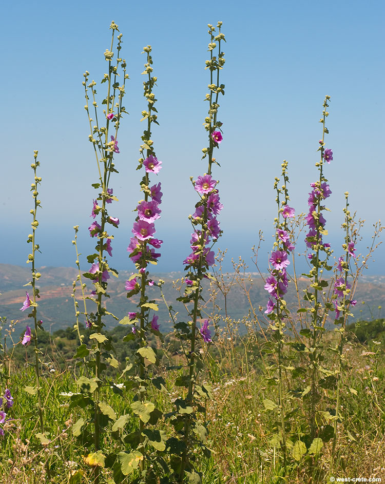 Alcea biennis along the road to Omalos  - Click on the image to enlarge