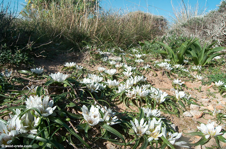 Androcymbium rechingeri in Elafonisos  - click on the image to enlarge