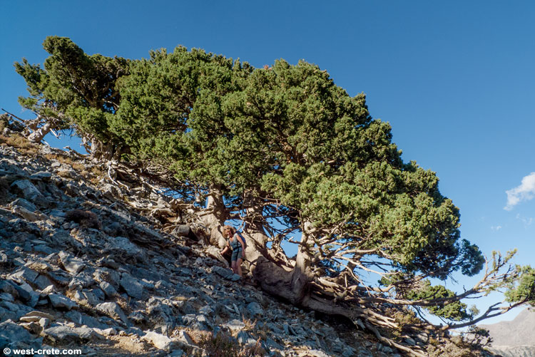 Horizontal cypress  - click on the image to enlarge