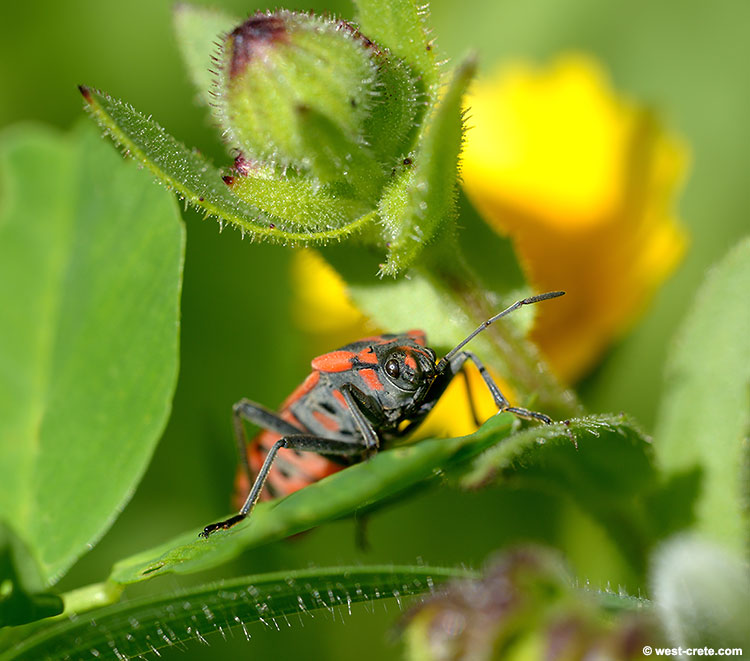 Firebug (Pyrrhocoris apterus) - click on the image to enlarge