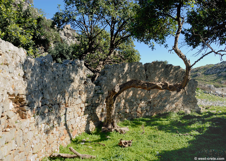  Carob tree and Roman ruin  -  click on the image to enlarge