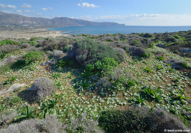  A field of Androcymbium rechingeri in Elafonisi -  click on the image to enlarge