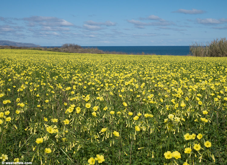 A field of Oxalis in Maleme -  click on the image to enlarge