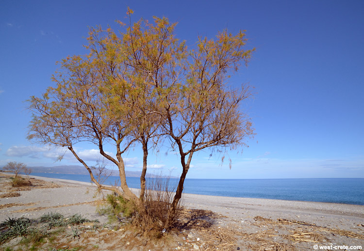 Tamarisk tree on Gerani beach -  click on the image to enlarge
