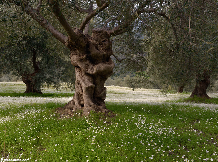 Spring in Crete: chamomile in an olive grove -  click on the image to enlarge