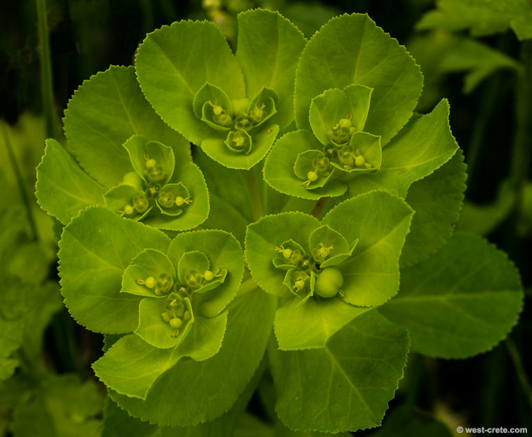 Euphorbia helioscopia - Sun spurge -  click on the image to enlarge