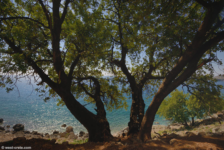 Title -  click on the image to enlarge