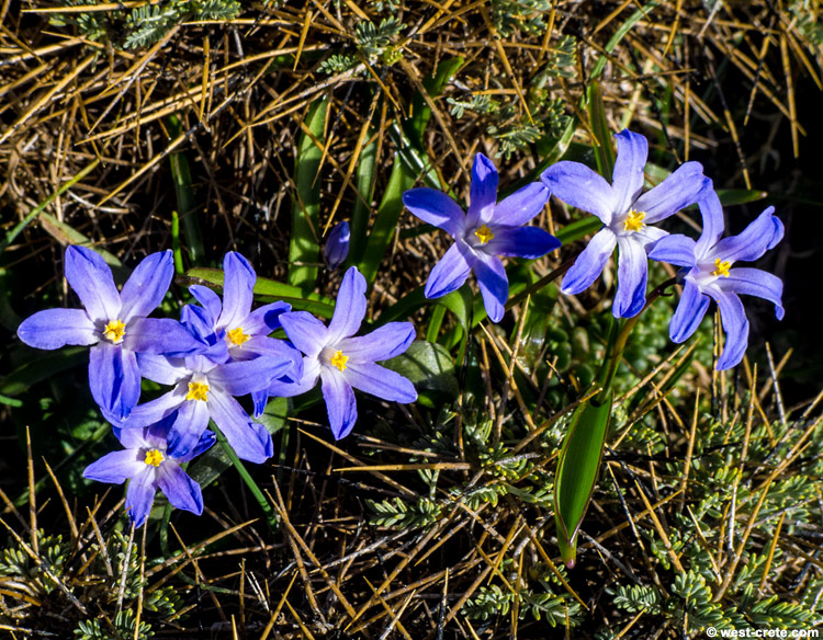 Scilla nana -  click on the image to enlarge