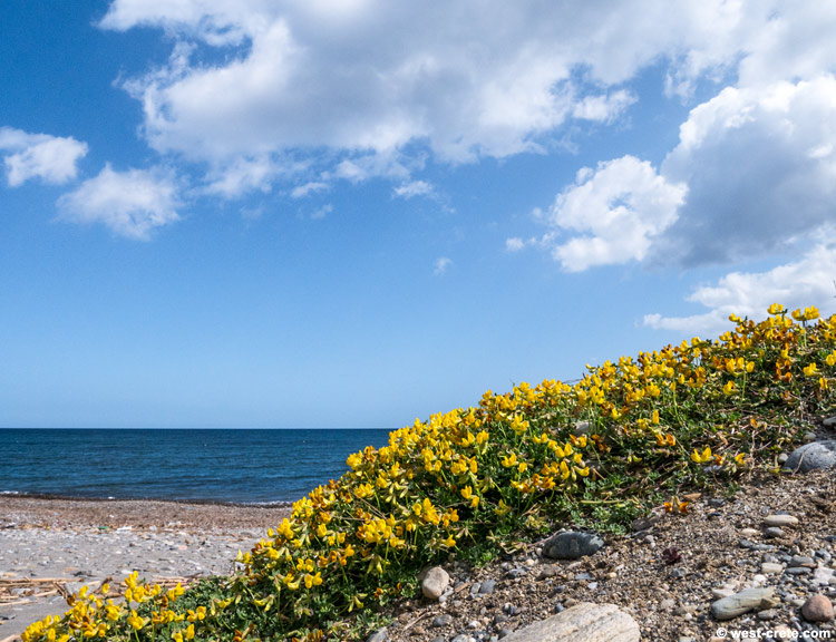 Lotus cytisoides by Maleme beach -  click on the image to enlarge