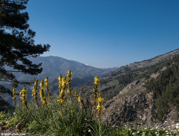 Asphodeline lutea -  click on the image to enlarge