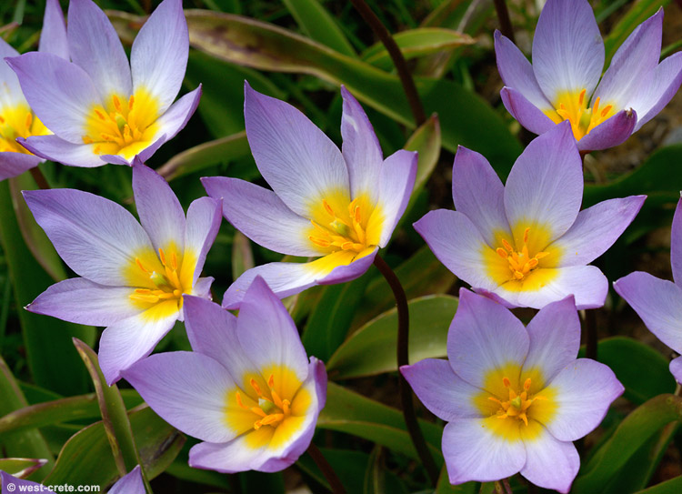 Tulipa saxatilis -  click on the image to enlarge