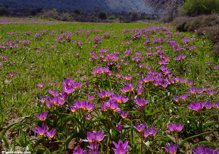 Tulipa saxatilis on the plateau of Omalos -  click on the image to enlarge