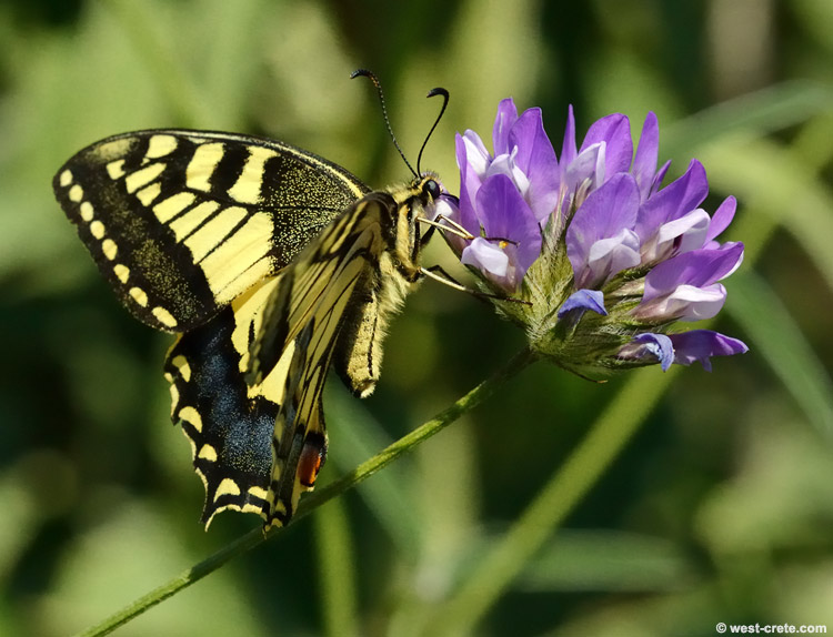 A butterfly on a clover flower. -  click on the image to enlarge