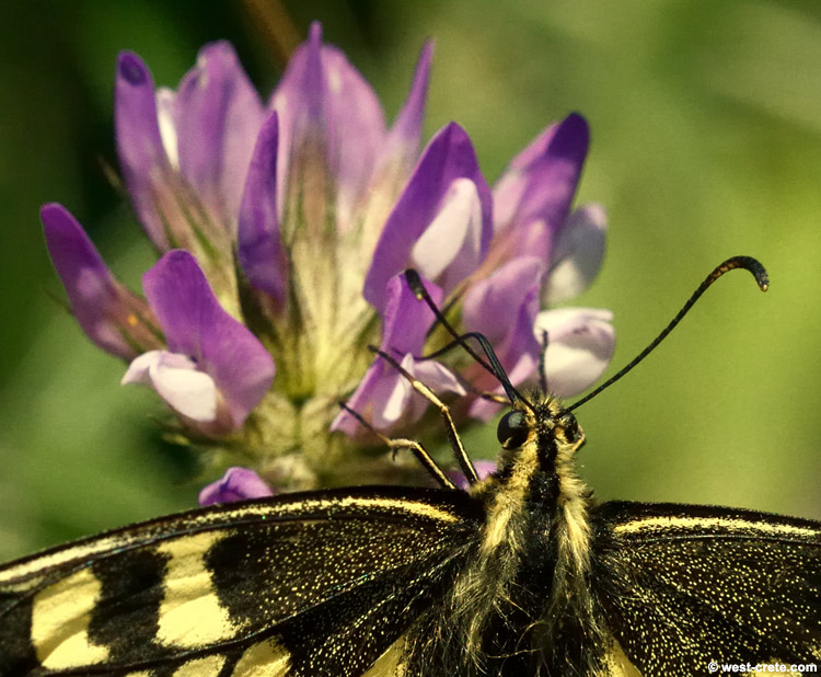 Butterfly drinking nectar -  click on the image to enlarge