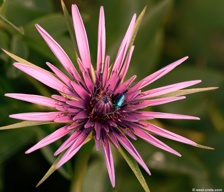 A small blue beetle -  click on the image to enlarge