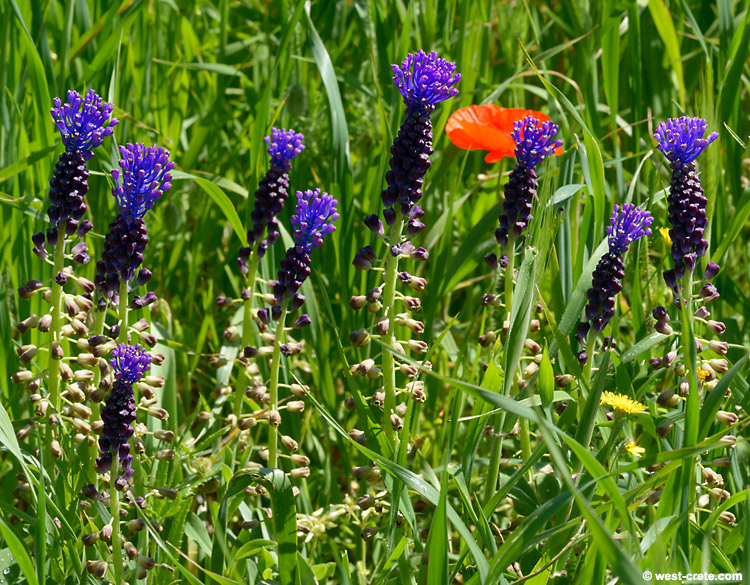 Spring flowers -  click on the image to enlarge