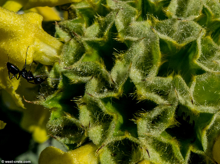 Jerusalem sage -  click on the image to enlarge