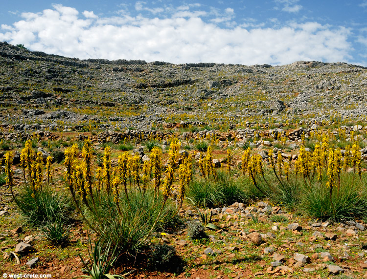 Asphodeline lutea -  click on the image to enlarge
