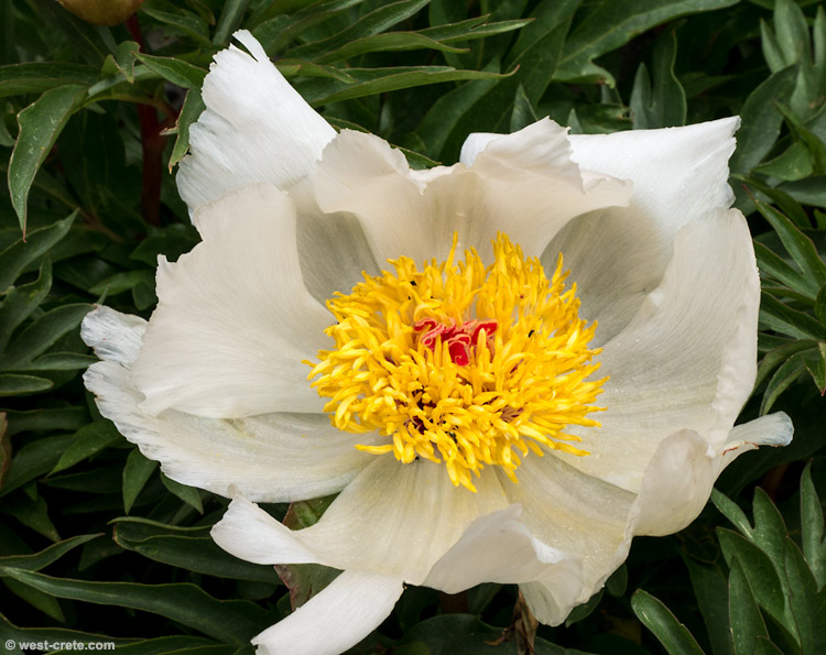 Cretan peony -  click on the image to enlarge