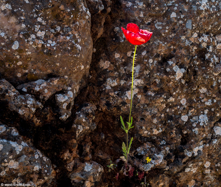 Poppy in a rock -  click on the image to enlarge