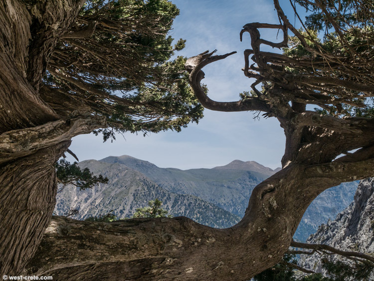 Looking through a cypress tree -  click on the image to enlarge