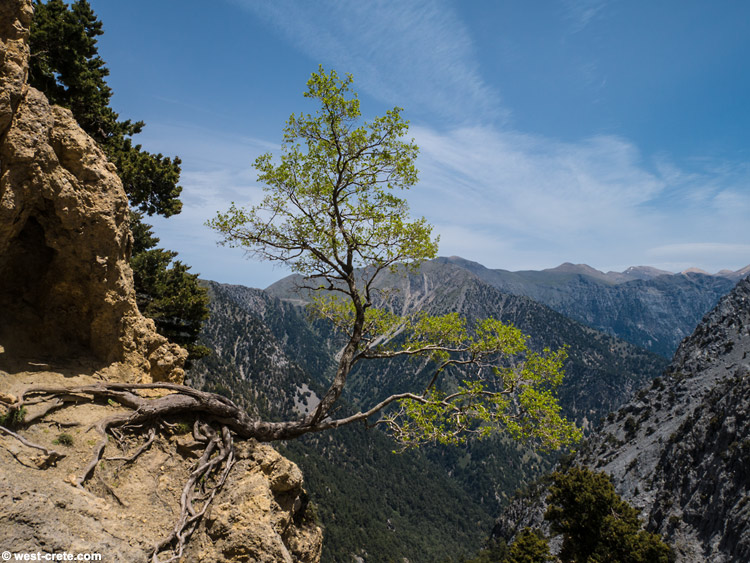 Maple tree in a cliff  -  click on the image to enlarge