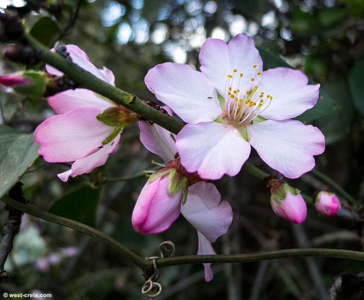 Almond blossoms -  click on the image to enlarge