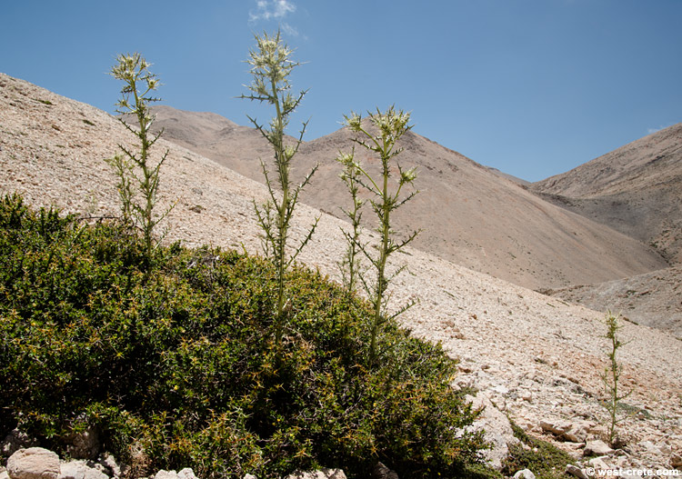 Cirsium morinifolium -  click on the image to enlarge