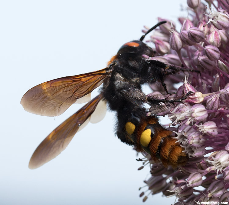 Megascolia maculata -  click on the image to enlarge