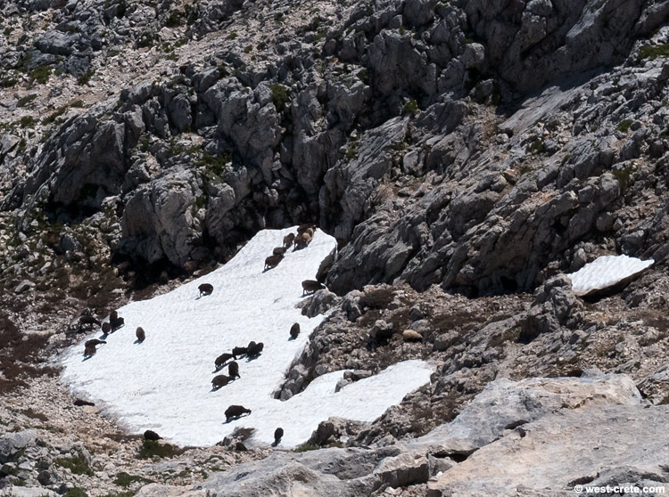 Sheep on snow in the White Mountains -  click on the image to enlarge