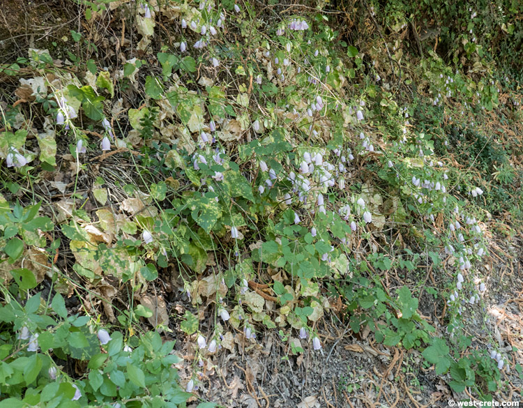 Campanula cretica -  click on the image to enlarge