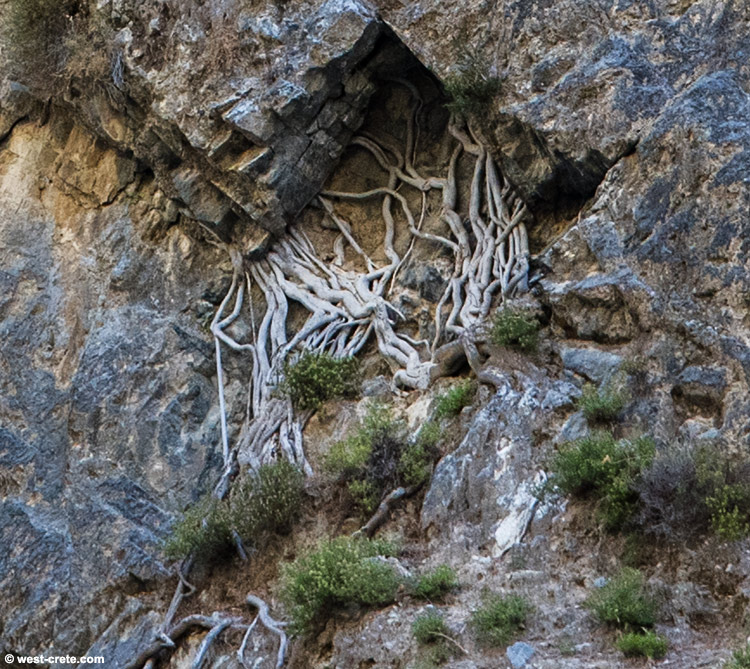 Fig tree rootsin a cliff  -  click on the image to enlarge