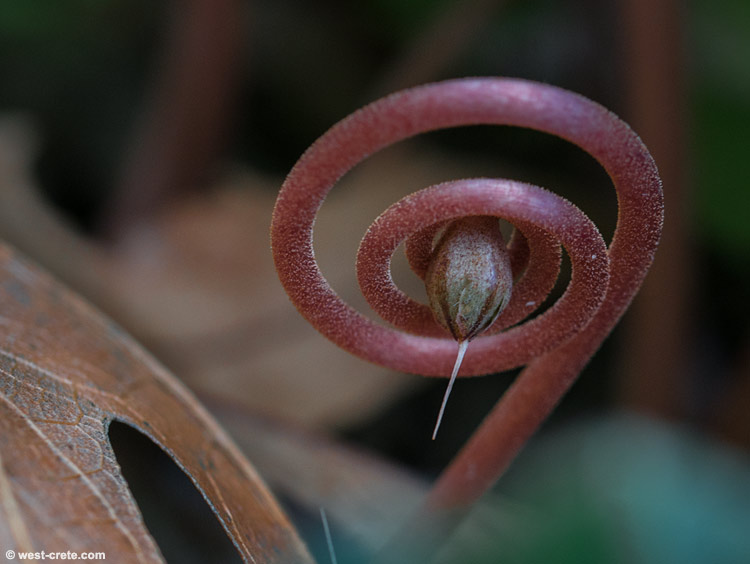 Cyclamen seed pod -  click on the image to enlarge