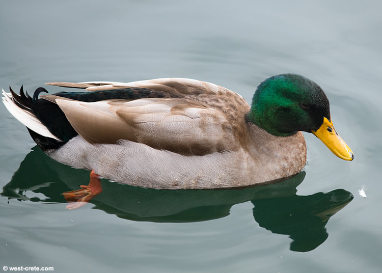 Duck -  click on the image to enlarge