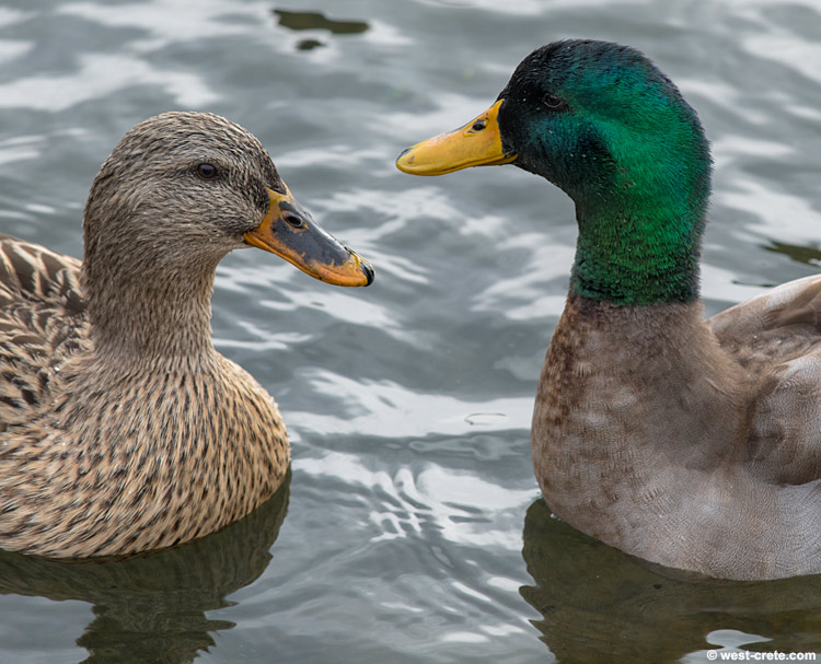Ducks -  click on the image to enlarge