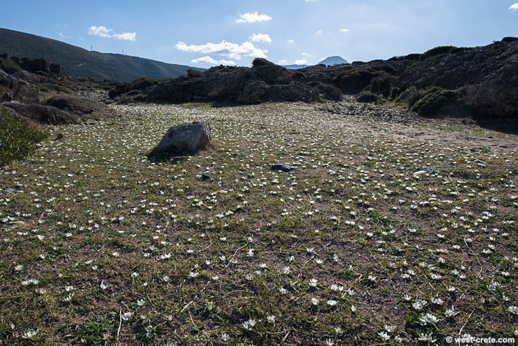 Winter flowers in Falasarna -  click on the image to enlarge