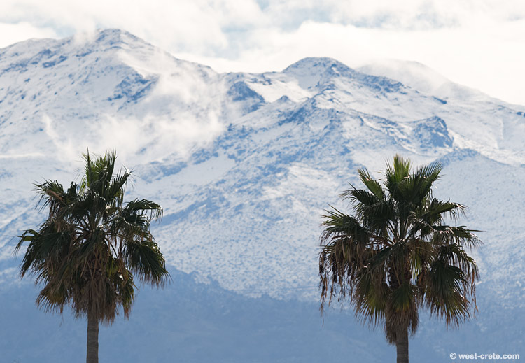 Palm trees in winter -  click on the image to enlarge