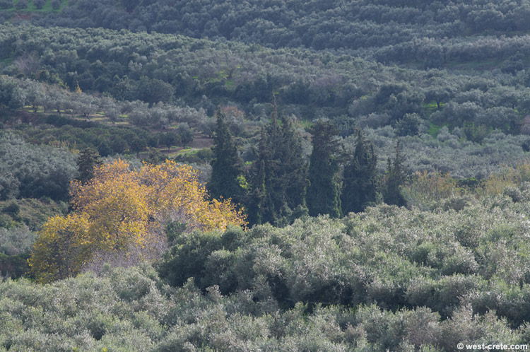 View out of my window -  click on the image to enlarge