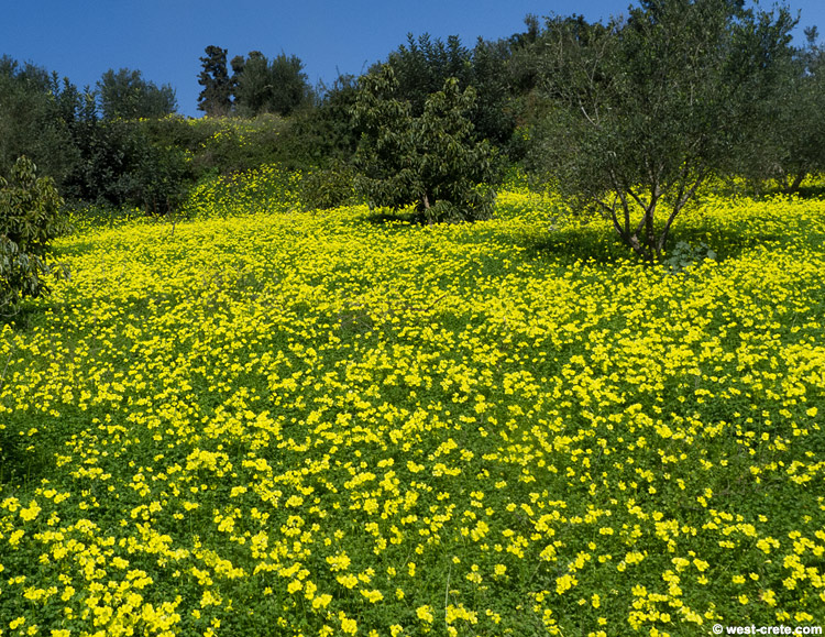 A field of oxalis -  click on the image to enlarge