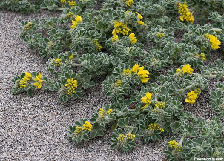 Medicago marina -  click on the image to enlarge