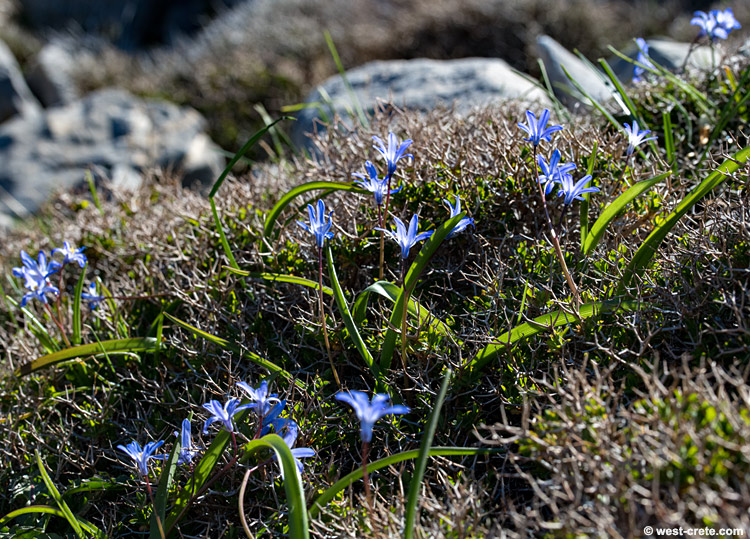 Scilla nana-  click on the image to enlarge