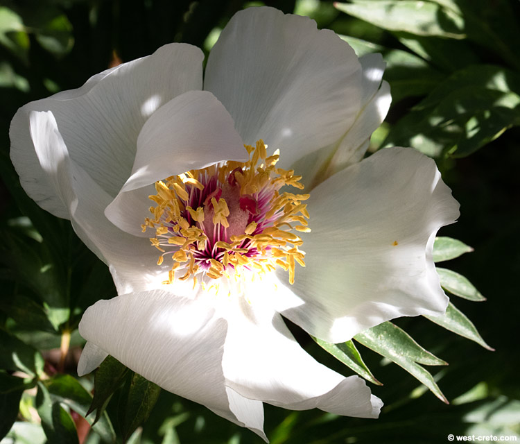 Paeonia clusii - click on the image to enlarge