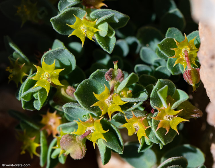 Euphorbia herniarifolia -  click on the image to enlarge