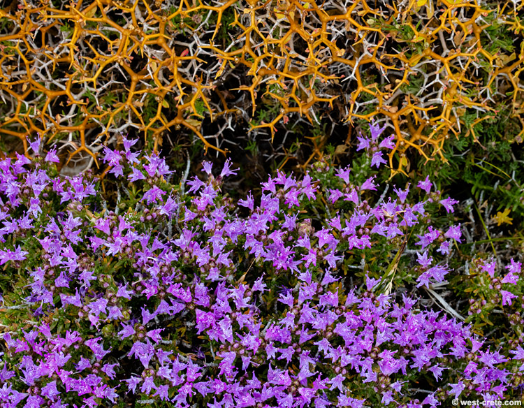 Thyme and Greek Spiny Spurge  -  click on the image to enlarge