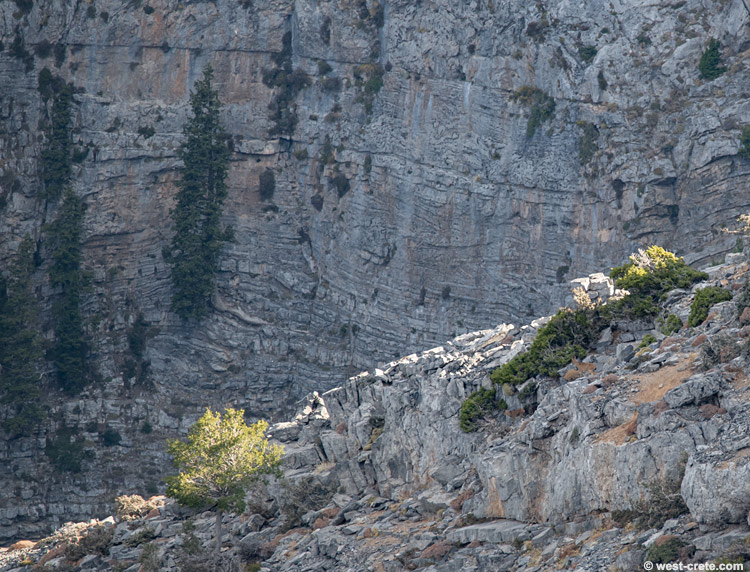 Cretan wild goats -  click on the image to enlarge