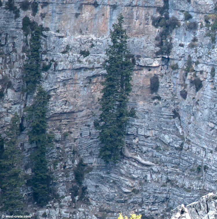Cypresses in a cliff -  click on the image to enlarge
