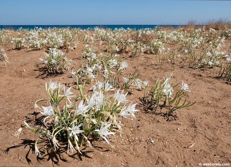 Sea daffodils in Stalos -  click on the image to enlarge