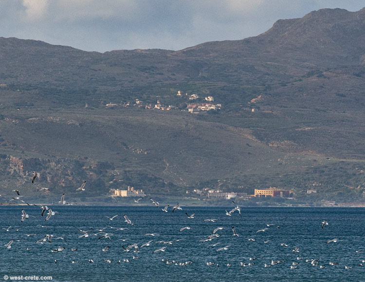 Seagulls -  click on the image to enlarge
