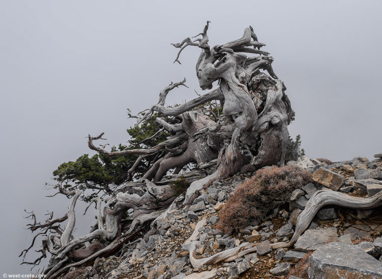 An ancient cypress in the mountains - click on the image to enlarge An ancient cypress in the mountains - click on the image to enlarge