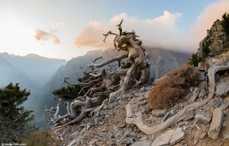 An ancient cypress in the mountains - click on the image to enlarge An ancient cypress in the mountains - click on the image to enlarge